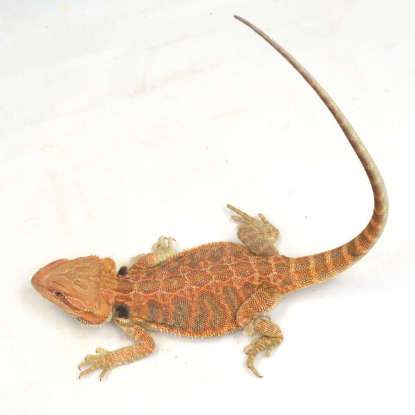 männliche Farb-Bartagame, eigene Nachzucht, Schlupf Oktober 2025, 90 g, 32 cm, Pogona vitticeps