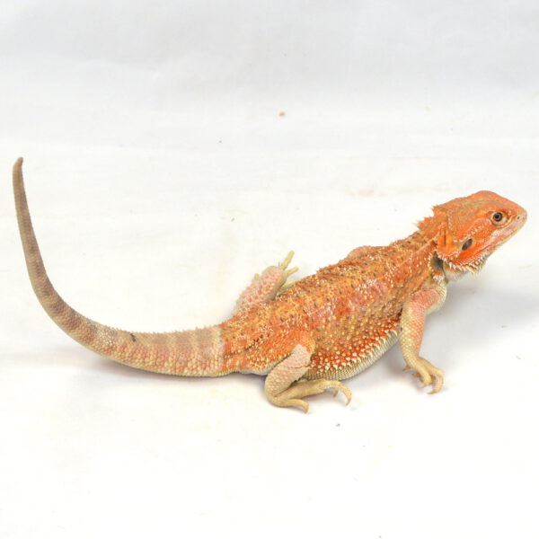m&auml;nnliche Farb-Bartagame, eigene Nachzucht, Schlupf September 2025, 117 g, 31 cm, Pogona vitticeps