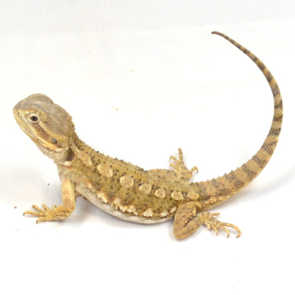 m&auml;nnliche Zwergbartagame, eigene Nachzucht, Schlupf Juli 2024, 64 g, 24 cm, Pogona henrylawsoni