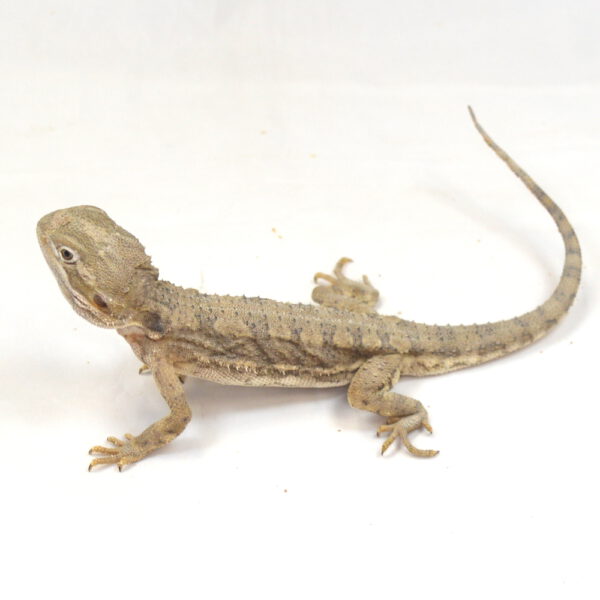 m&auml;nnliche Zwergbartagame, eigene Nachzucht, Schlupf September 2024, 55 g, 27 cm, Pogona henrylawsoni