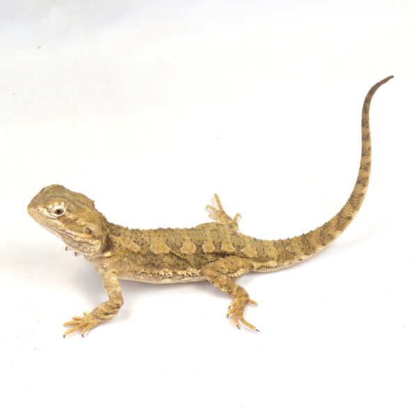 m&auml;nnliche Zwergbartagame, eigene Nachzucht, Schlupf September 2024, 66 g, 27 cm, Pogona henrylawsoni