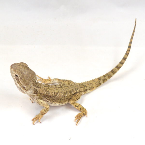 m&auml;nnliche Zwergbartagame, eigene Nachzucht, Schlupf Mai 2024, 76 g, 29 cm, Pogona henrylawsoni