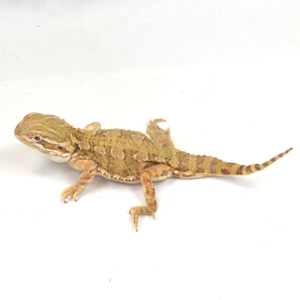 m&auml;nnliche Zwergbartagame, eigene Nachzucht, Schlupf August 2024, 76 g, 21 cm, Pogona henrylawsoni