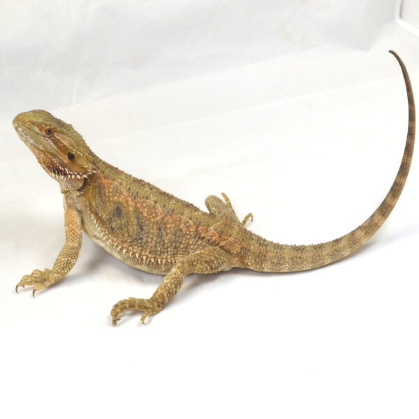 weibliche Farb-Bartagame, deutsche Nachzucht, Schlupf April 2025, 228 g, 39 cm, Pogona vitticeps