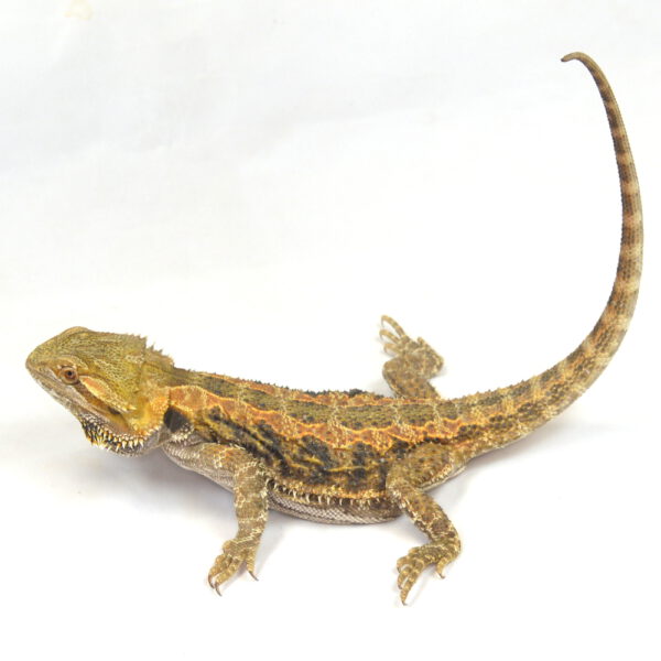 weibliche Farb-Bartagame, deutsche Nachzucht, Schlupf Mai 2025, 225 g, 39 cm, Pogona vitticeps