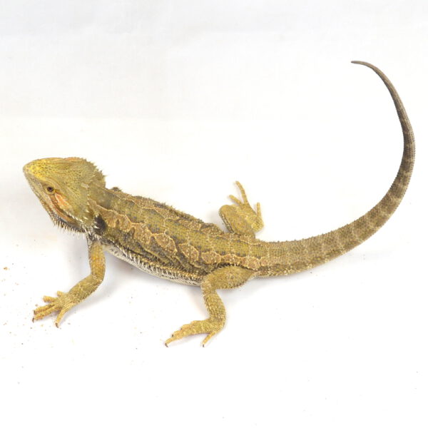 m&auml;nnliche Farb-Bartagame, deutsche Nachzucht, Schlupf April 2025, 263 g, 46 cm, Pogona vitticeps