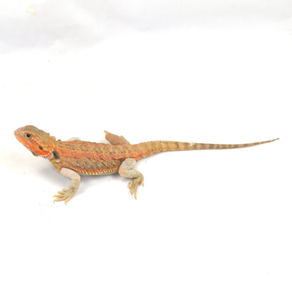 weibliche Farb-Bartagame, eigene Nachzucht, Schlupf Oktober 2025, 78 g, 30 cm, Pogona vitticeps