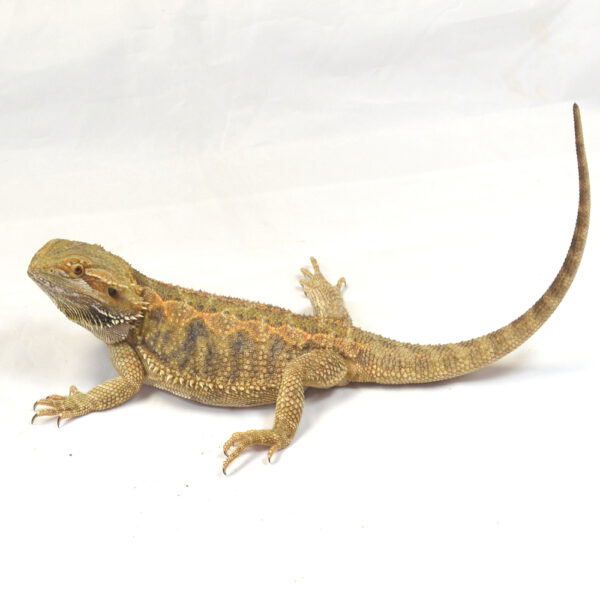 weibliche Farb-Bartagame, deutsche Nachzucht, Schlupf April 2025, 253 g, 37 cm, Pogona vitticeps
