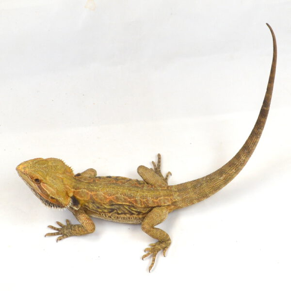 m&auml;nnliche Farb-Bartagame, deutsche Nachzucht, Schlupf Mai 2025, 206 g, 41 cm, Pogona vitticeps