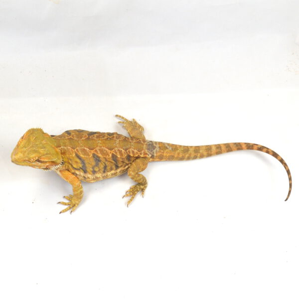 weibliche Farb-Bartagame, deutsche Nachzucht, Schlupf April 2025, 242 g, 42 cm, Pogona vitticeps