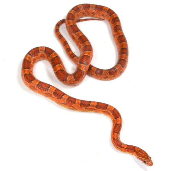 m&auml;nnliche Kornnatter, Schlupf April 2025, 150 g, 80 cm, Pantherophis guttatus