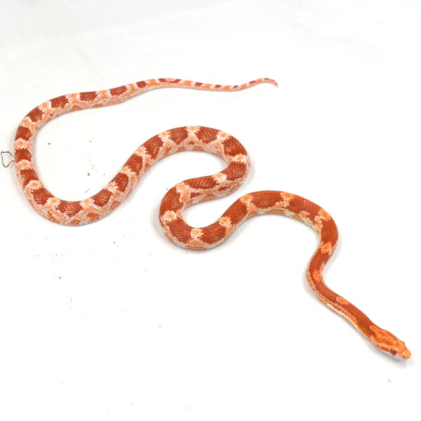 weibliche Kornnatter, Schlupf August 2025, 90 g, 70 cm, Pantherophis guttatus