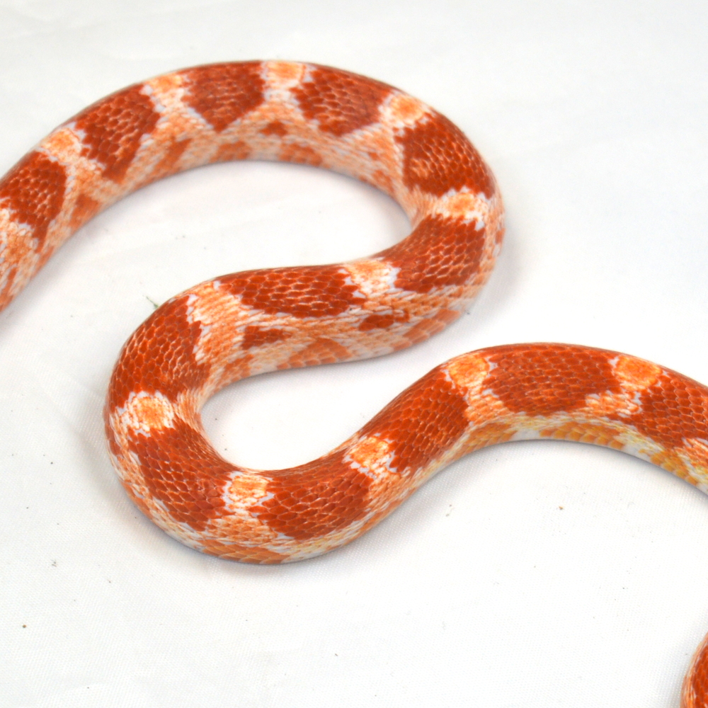 weibliche Kornnatter, Schlupf August 2025, 90 g, 70 cm, Pantherophis guttatus – Bild 2