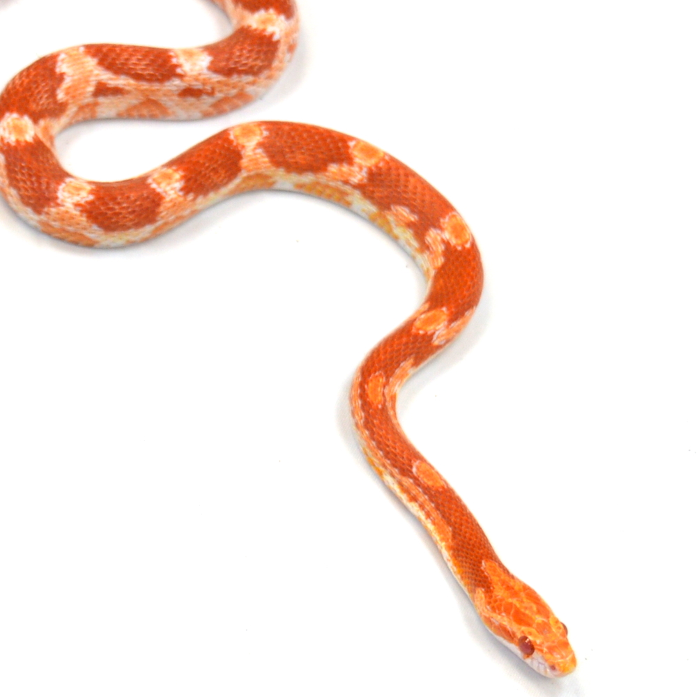 weibliche Kornnatter, Schlupf August 2025, 90 g, 70 cm, Pantherophis guttatus – Bild 3