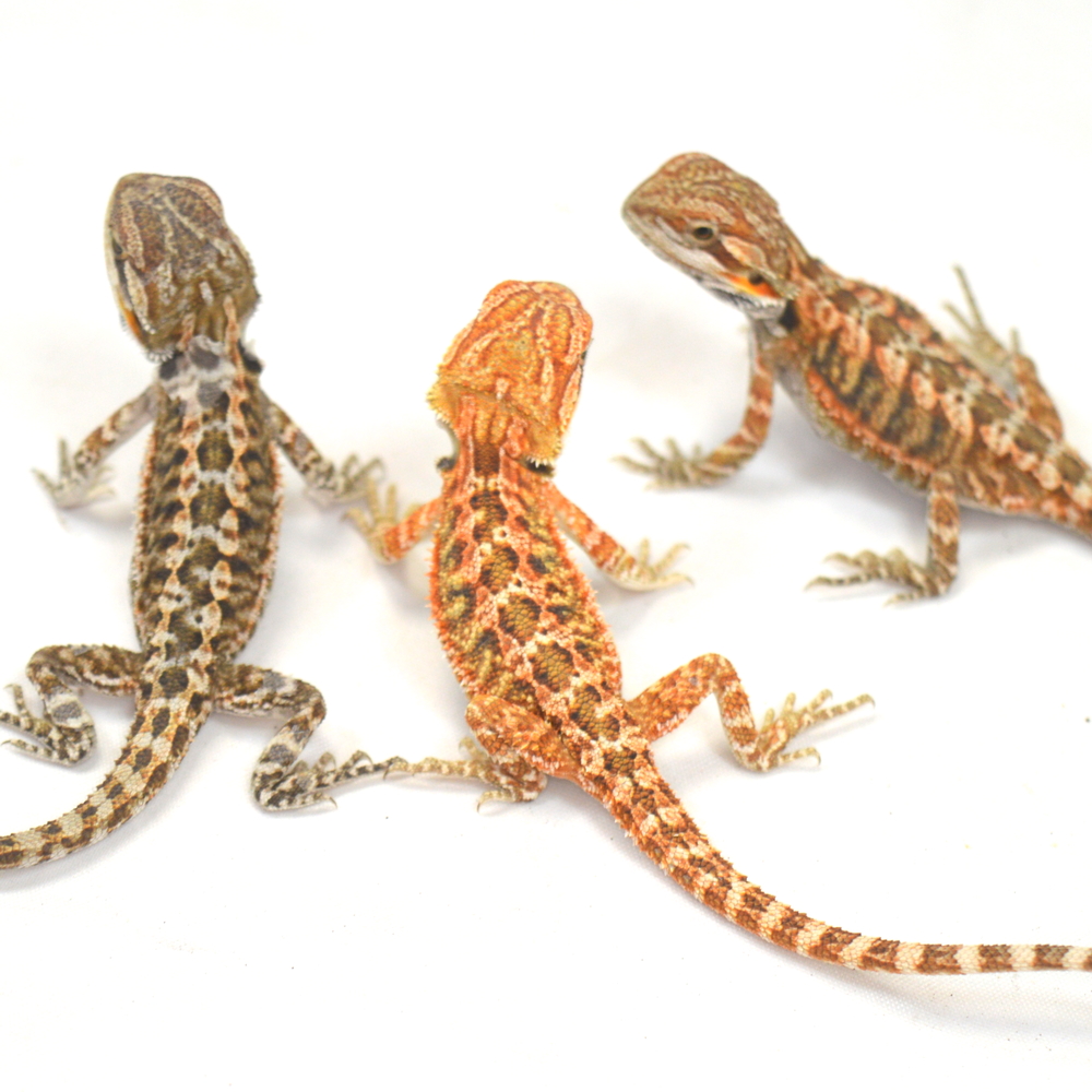 RESERVIERUNG einer männlichen Farb-Bartagame, Pogona vitticeps (Abgabe ab Anfang Mai)