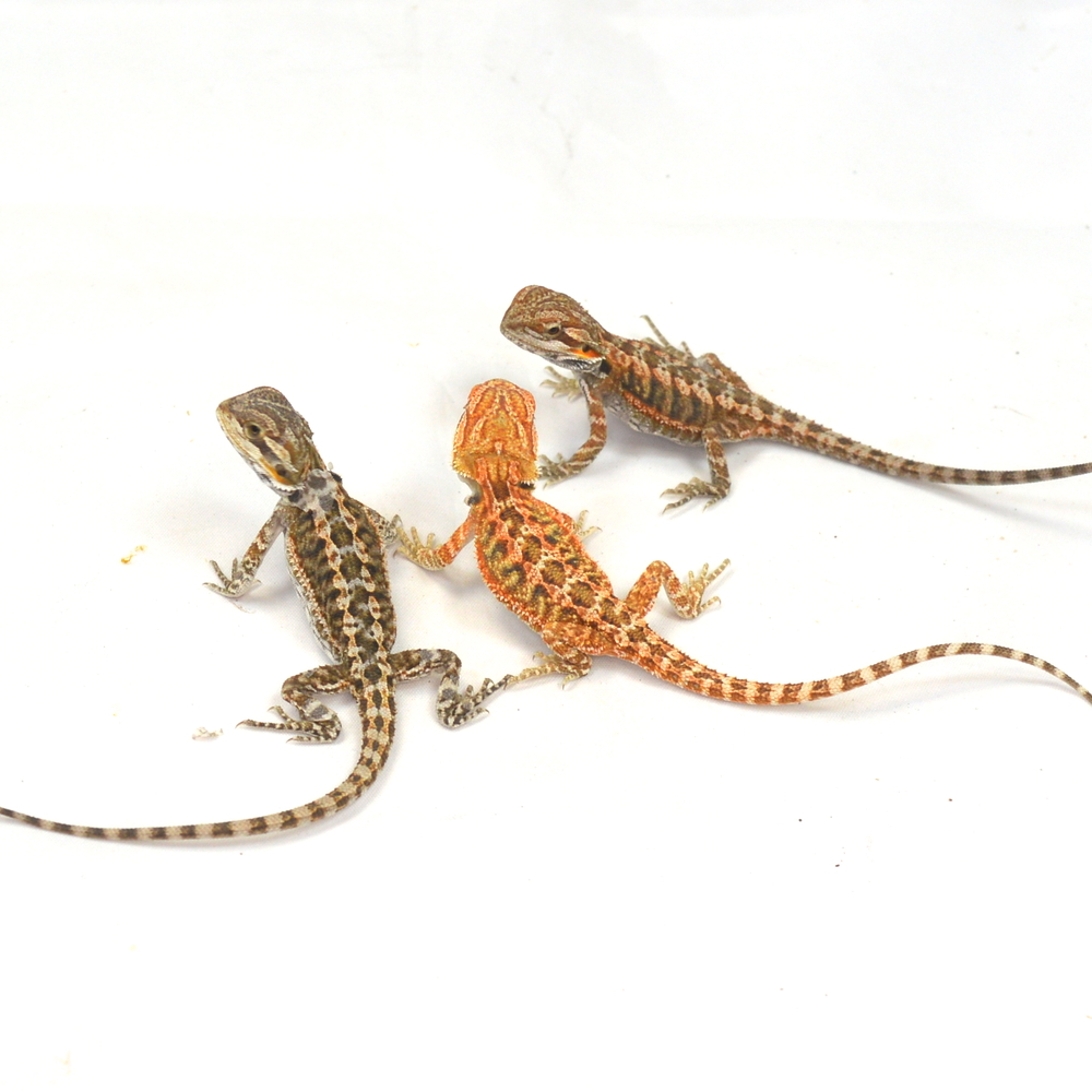RESERVIERUNG einer männlichen Farb-Bartagame, Pogona vitticeps (Abgabe ab Anfang Mai) – Bild 2