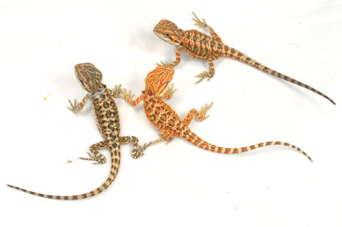 Jetzt Jungtiere unserer Farb-Bartagamen reservieren