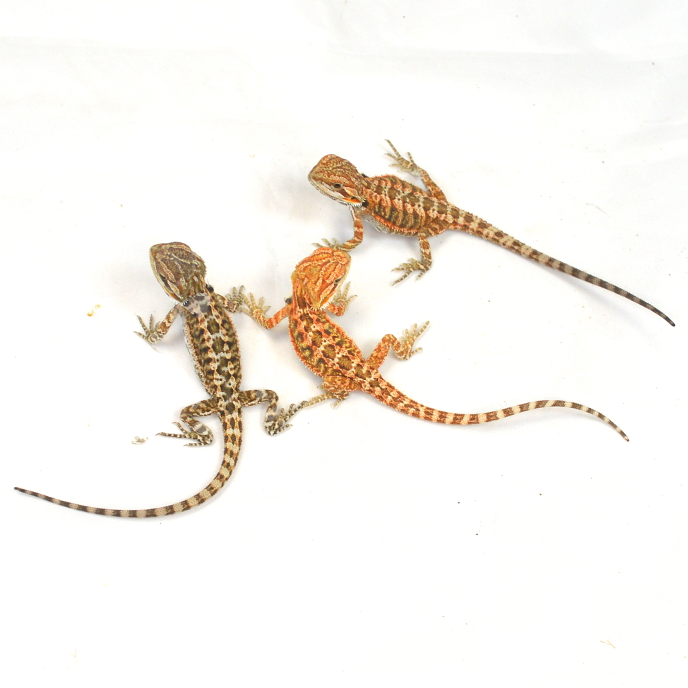 RESERVIERUNG einer männlichen Farb-Bartagame, Pogona vitticeps (Abgabe ab Anfang Mai) – Bild 3