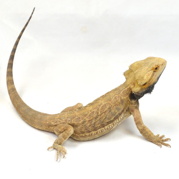 m&auml;nnliche Farb-Bartagame, deutsche Nachzucht, Schlupf April 2025, 285 g, 46 cm, Pogona vitticeps