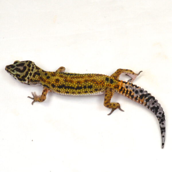 weiblicher Leopardgecko, eigene Nachzucht, Schlupf Oktober 2025, 22 g, 16 cm, Eublepharis macularius