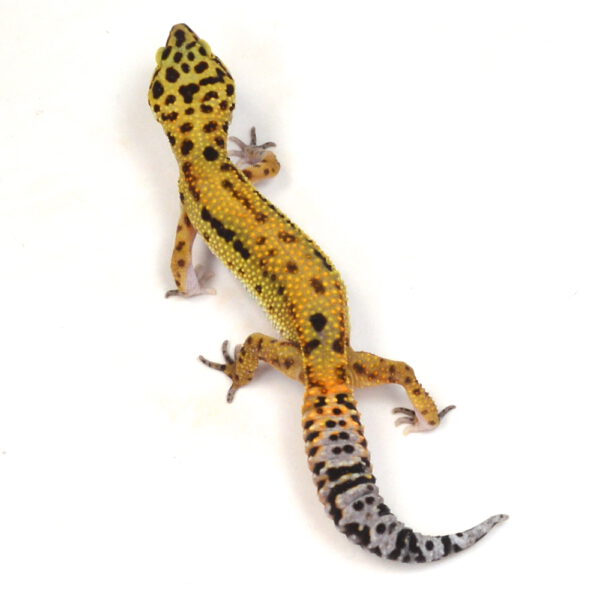 weiblicher Leopardgecko, eigene Nachzucht, Schlupf Oktober 2025, 29 g, 16 cm, Eublepharis macularius
