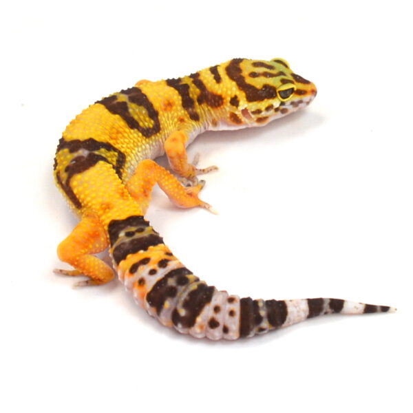 weiblicher Leopardgecko, eigene Nachzucht, Schlupf Oktober 2025, 19 g, 17 cm, Eublepharis macularius