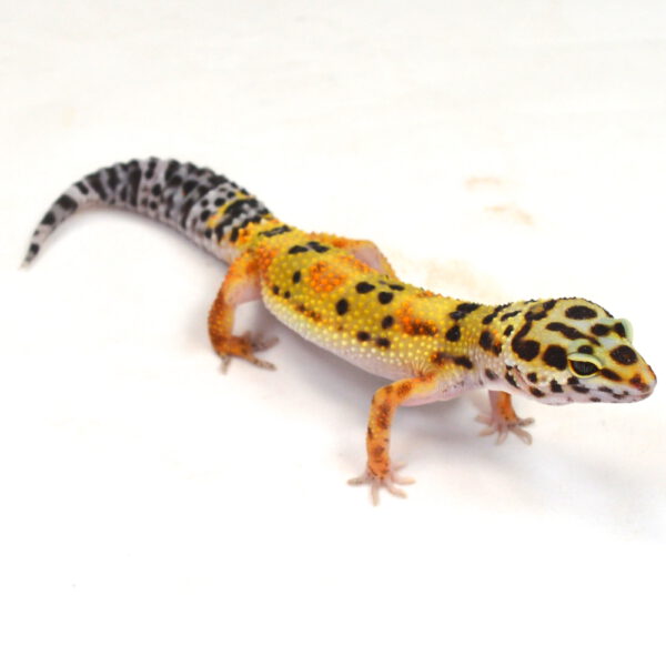 weiblicher Leopardgecko, eigene Nachzucht, Schlupf Oktober 2025, 25 g, 17 cm, Eublepharis macularius