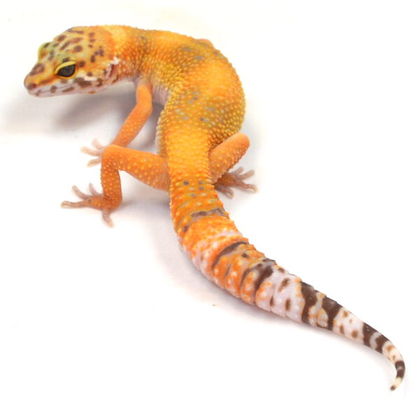 weiblicher Leopardgecko, eigene Nachzucht, Schlupf Oktober 2025, 27 g, 18 cm, Eublepharis macularius