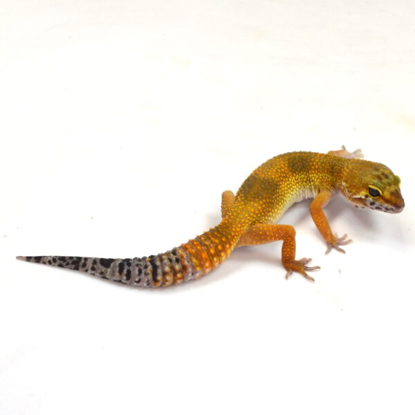 weiblicher Leopardgecko, eigene Nachzucht, Schlupf Oktober 2025, 26 g, 18 cm, Eublepharis macularius