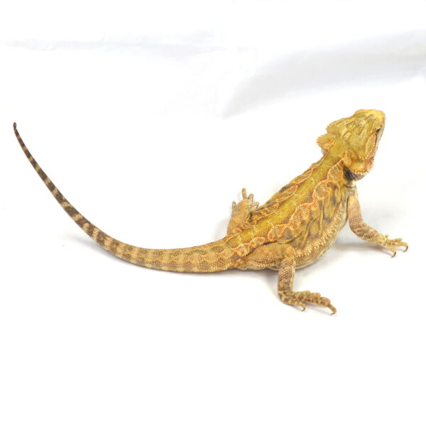 weibliche Farb-Bartagame, deutsche Nachzucht, Schlupf April 2025, 200 g, 35 cm, Pogona vitticeps