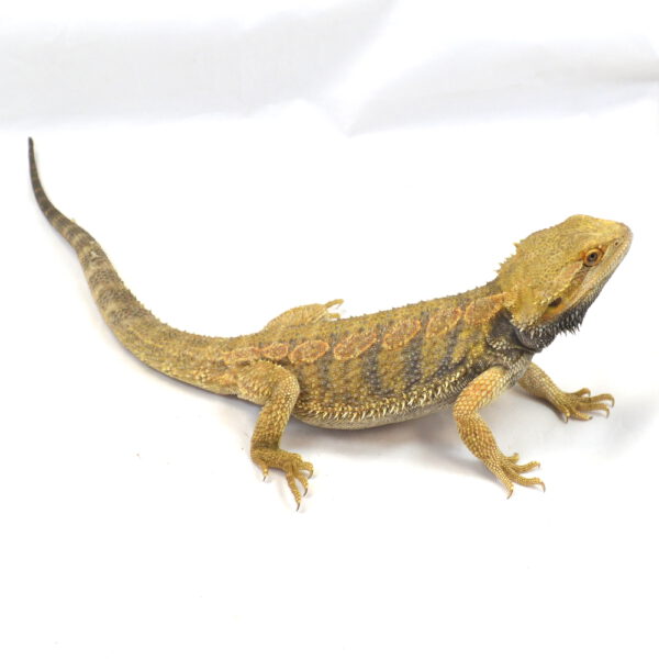 m&auml;nnliche Farb-Bartagame, deutsche Nachzucht, Schlupf April 2025, 243 g, 42 cm, Pogona vitticeps