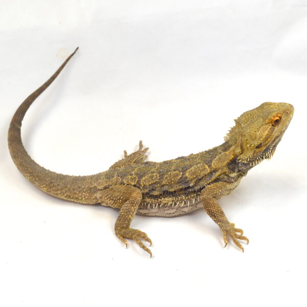 m&auml;nnliche Farb-Bartagame, deutsche Nachzucht, Schlupf April 2025, 250 g, 43 cm, Pogona vitticeps