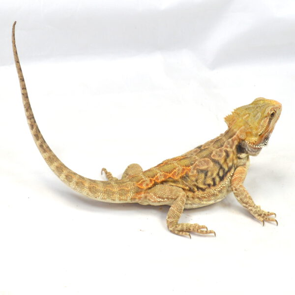 weibliche Farb-Bartagame, deutsche Nachzucht, Schlupf April 2025, 195 g, 35 cm, Pogona vitticeps