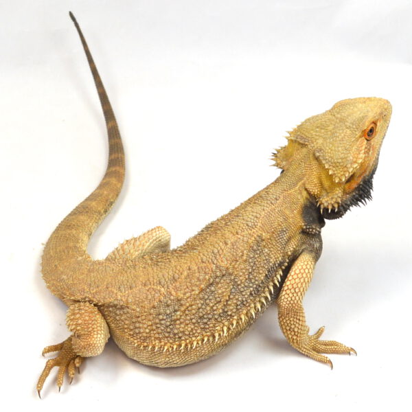 m&auml;nnliche Farb-Bartagame, deutsche Nachzucht, Schlupf April 2025, 303 g, 45 cm, Pogona vitticeps