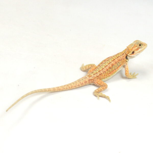 m&auml;nnliche Farb-Bartagame, eigene Nachzucht, Schlupf M&auml;rz 2026, 15 g, 19 cm, Pogona vitticeps