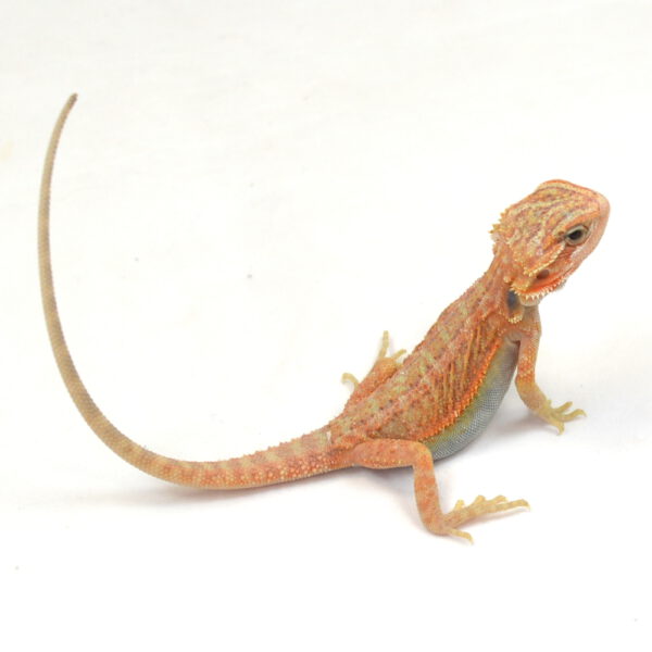 weibliche Farb-Bartagame, eigene Nachzucht, Schlupf M&auml;rz 2026, 15 g, 19 cm, Pogona vitticeps