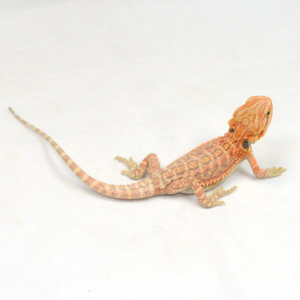 weibliche Farb-Bartagame, eigene Nachzucht, Schlupf M&auml;rz 2026, 17 g, 20 cm, Pogona vitticeps