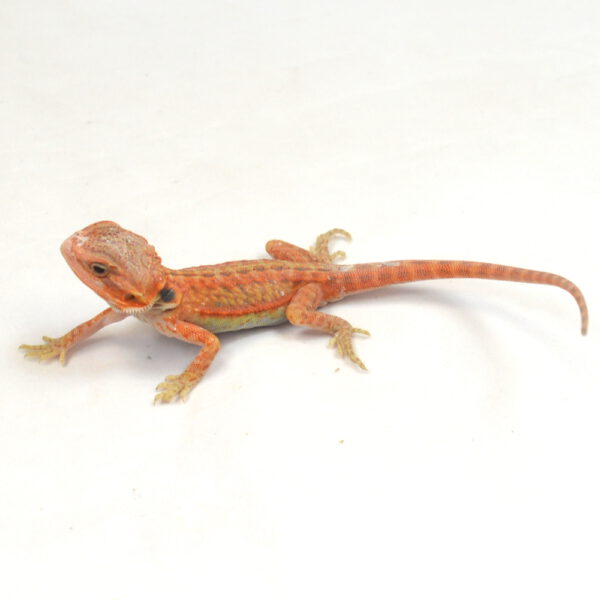 m&auml;nnliche Farb-Bartagame, eigene Nachzucht, Schlupf M&auml;rz 2026, 13 g, 15 cm, Pogona vitticeps
