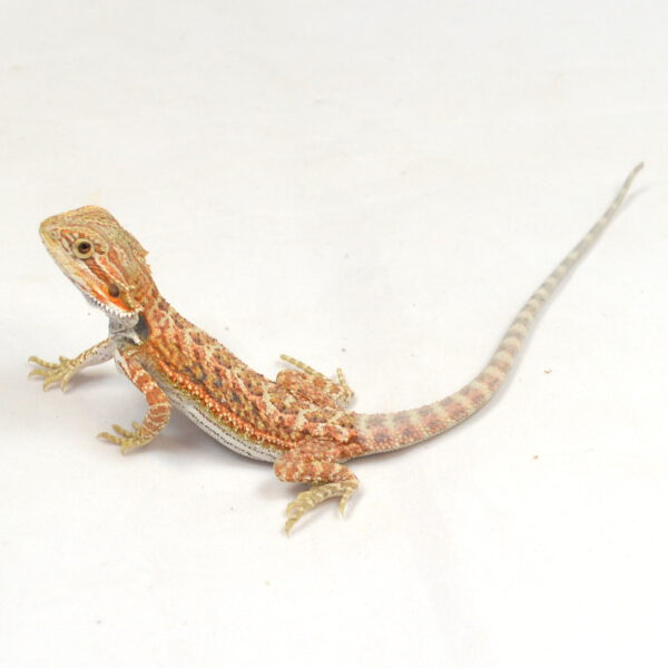 weibliche Farb-Bartagame, eigene Nachzucht, Schlupf M&auml;rz 2026, 14 g, 19 cm, Pogona vitticeps