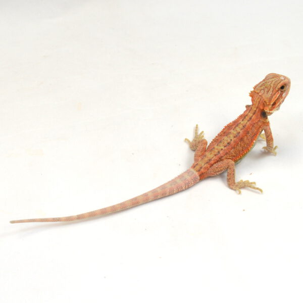 m&auml;nnliche Farb-Bartagame, eigene Nachzucht, Schlupf M&auml;rz 2026, 17 g, 19 cm, Pogona vitticeps
