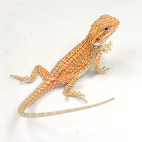 weibliche Farb-Bartagame, eigene Nachzucht, Schlupf M&auml;rz 2026, 12 g, 18 cm, Pogona vitticeps