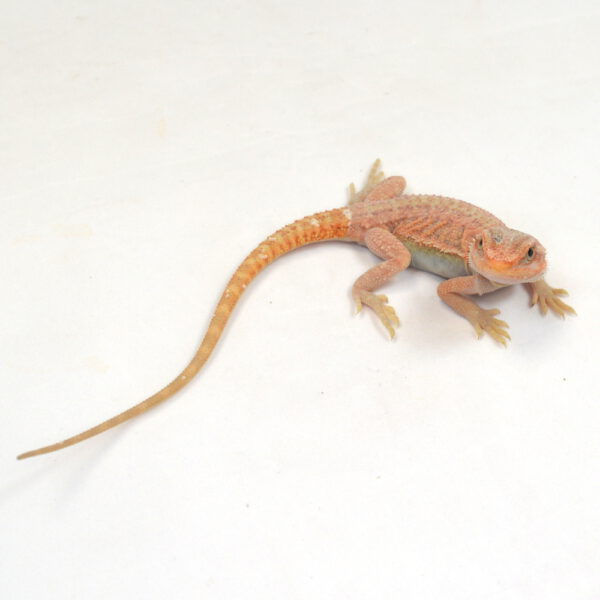 weibliche Farb-Bartagame, eigene Nachzucht, Schlupf M&auml;rz 2026, 22 g, 21 cm, Pogona vitticeps