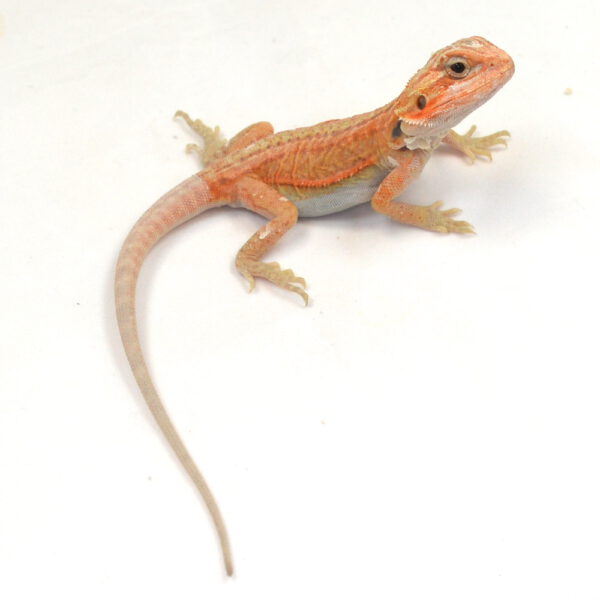 m&auml;nnliche Farb-Bartagame, eigene Nachzucht, Schlupf M&auml;rz 2026, 14 g, 17 cm, Pogona vitticeps