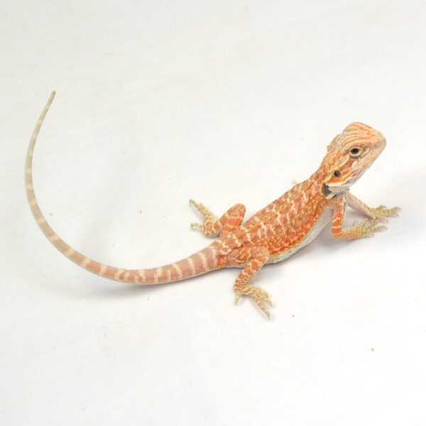 weibliche Farb-Bartagame, eigene Nachzucht, Schlupf M&auml;rz 2026, 13 g, 18 cm, Pogona vitticeps