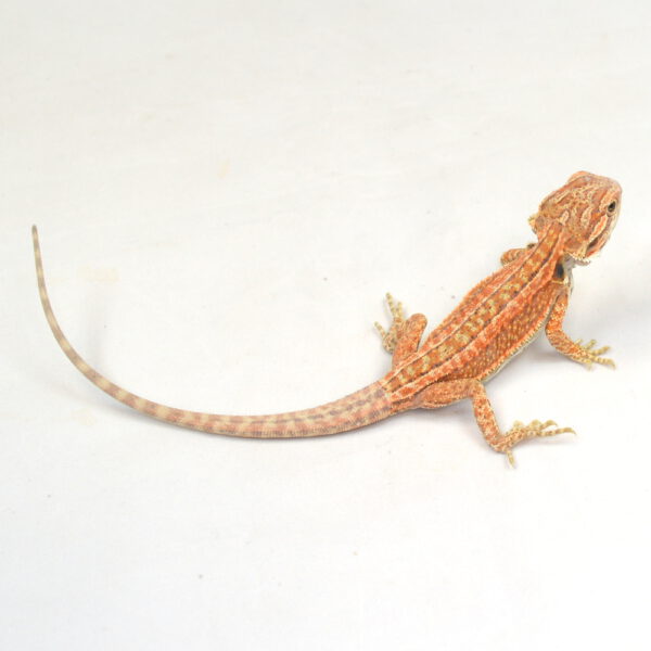 m&auml;nnliche Farb-Bartagame, eigene Nachzucht, Schlupf M&auml;rz 2026, 13 g, 18 cm, Pogona vitticeps