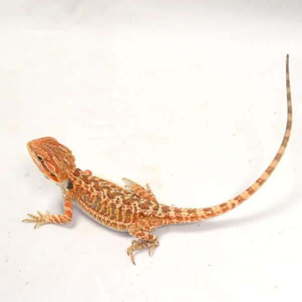 weibliche Farb-Bartagame, eigene Nachzucht, Schlupf M&auml;rz 2026, 21 g, 23 cm, Pogona vitticeps
