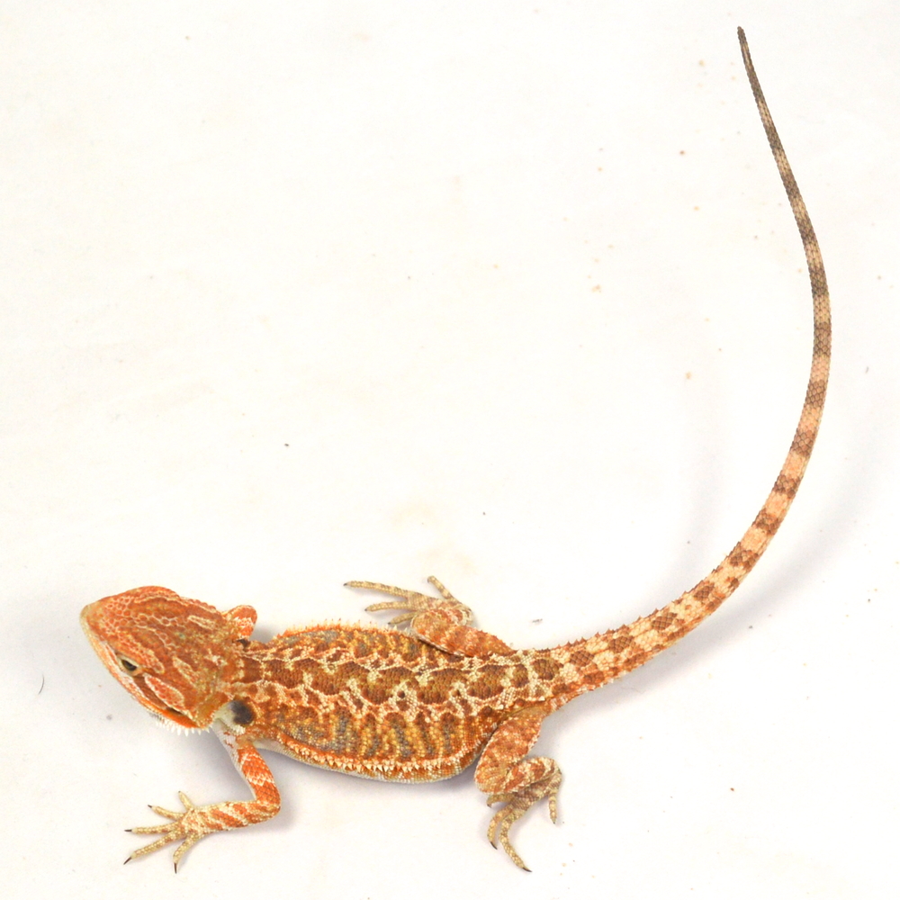 weibliche Farb-Bartagame, eigene Nachzucht, Schlupf März 2026, 21 g, 23 cm, Pogona vitticeps – Bild 3