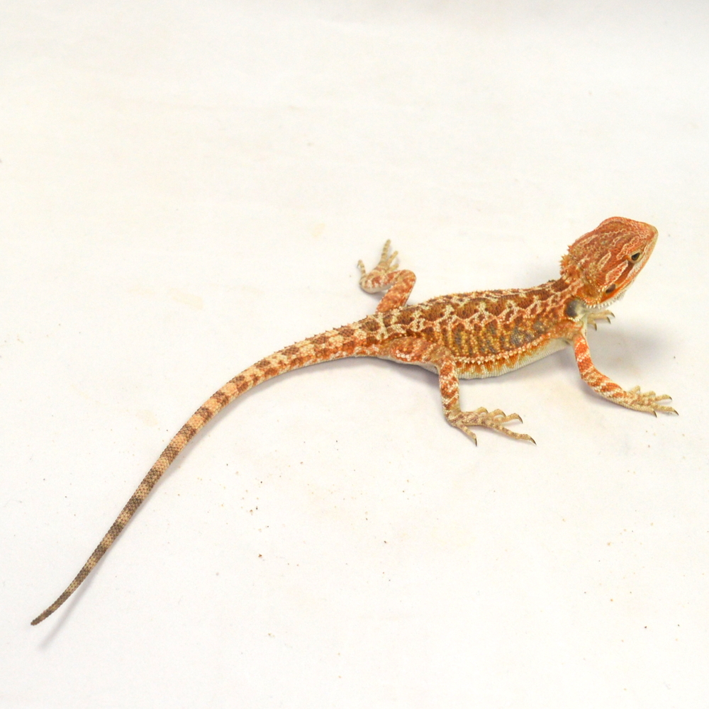 weibliche Farb-Bartagame, eigene Nachzucht, Schlupf März 2026, 21 g, 23 cm, Pogona vitticeps – Bild 2