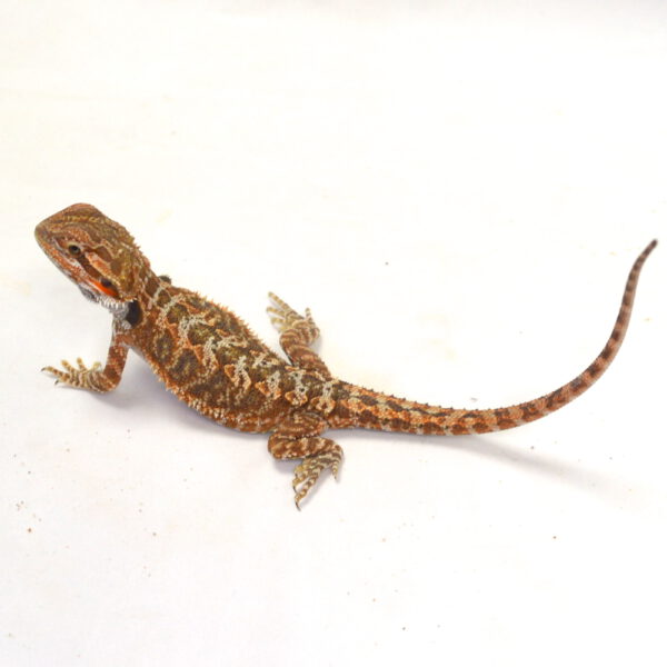 weibliche Farb-Bartagame, eigene Nachzucht, Schlupf M&auml;rz 2026, 27 g, 23 cm, Pogona vitticeps