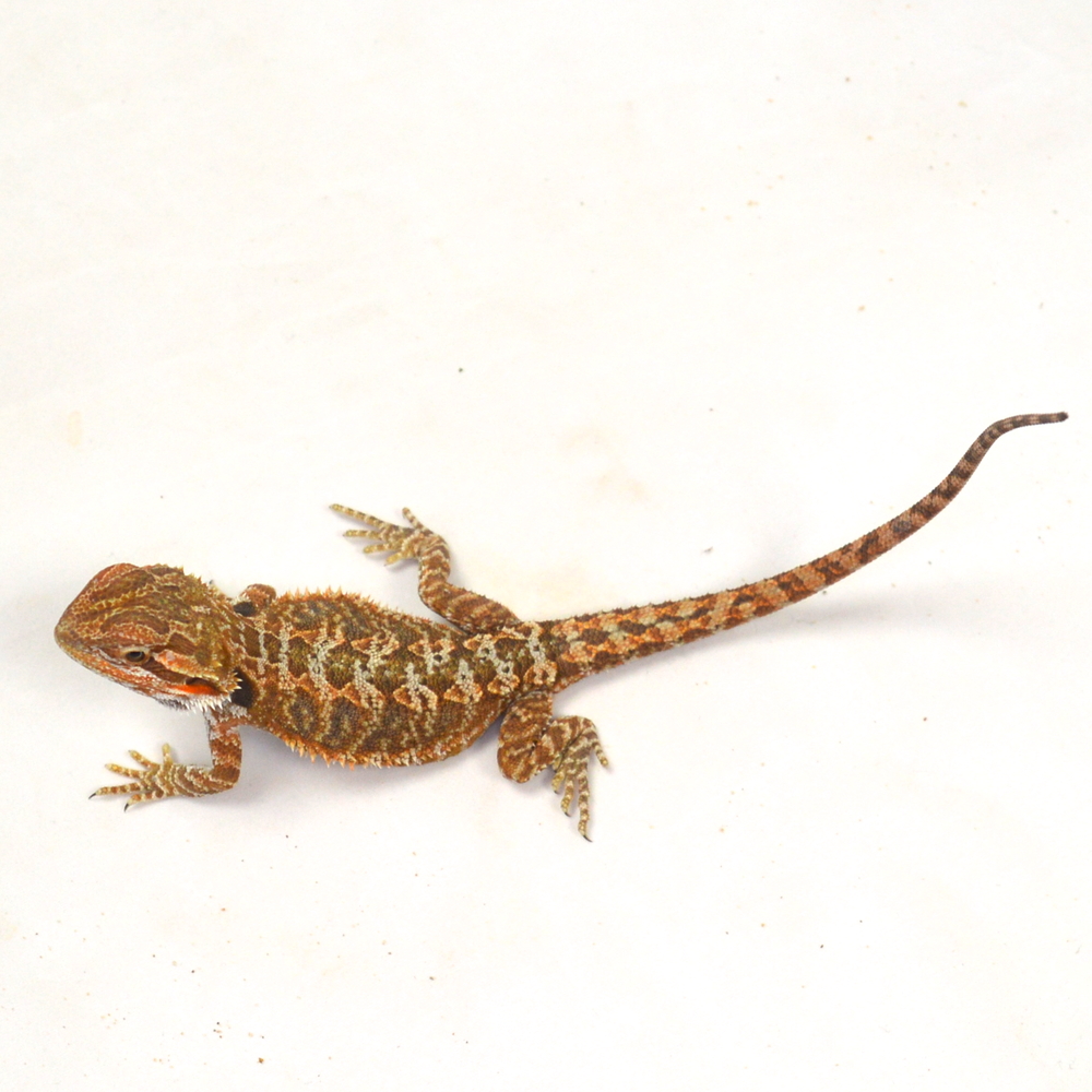 weibliche Farb-Bartagame, eigene Nachzucht, Schlupf März 2026, 27 g, 23 cm, Pogona vitticeps – Bild 3